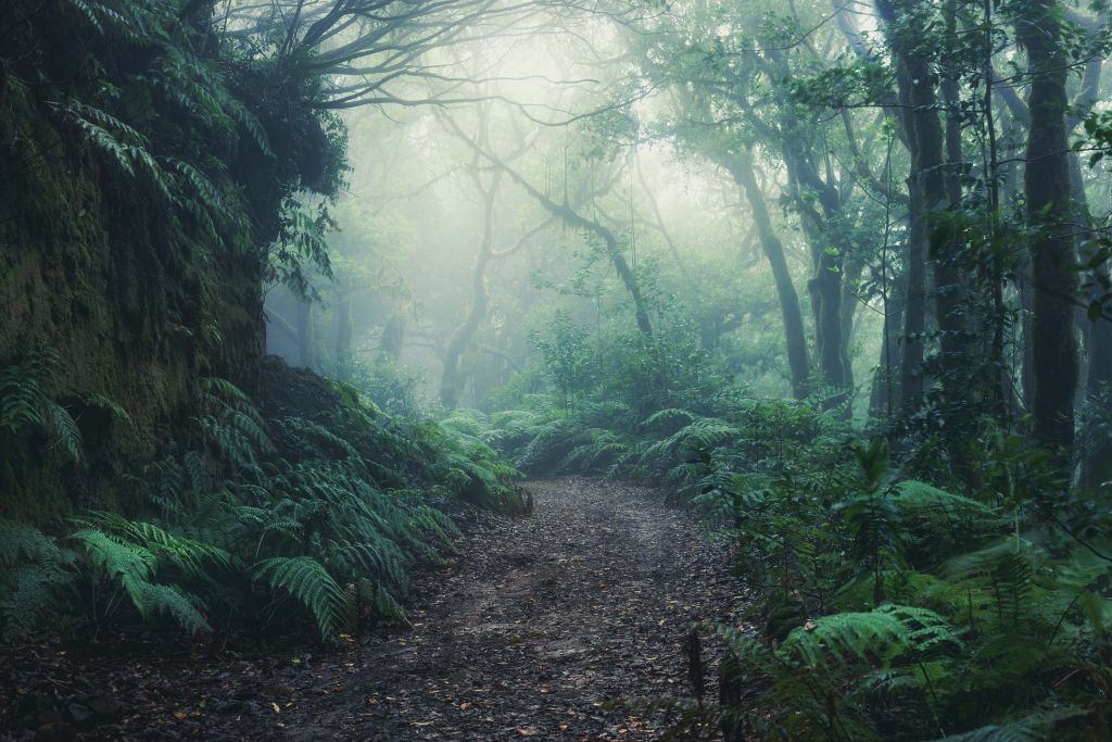 Forêt verte et brumeuse