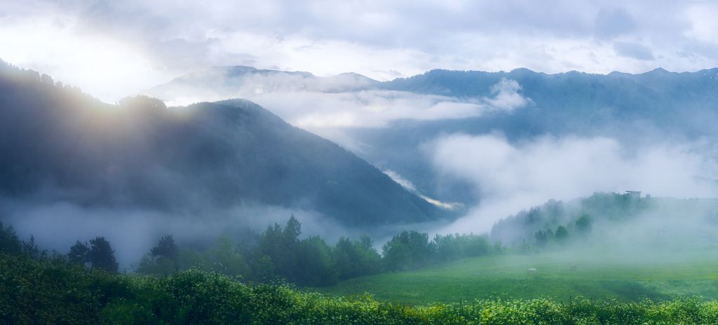 Belle forêt