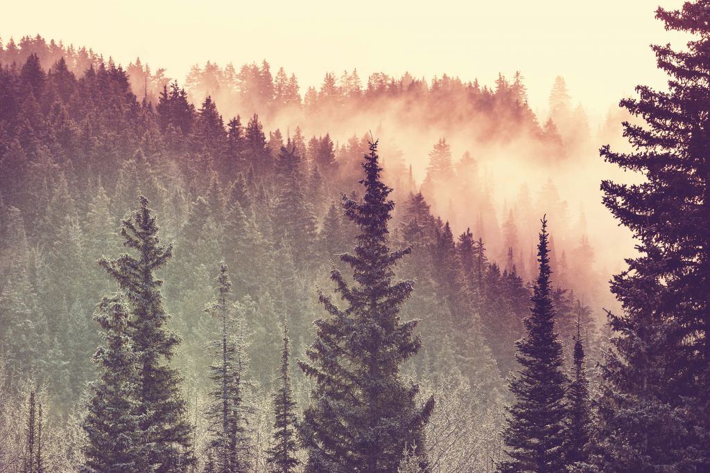 Brouillard dans la forêt