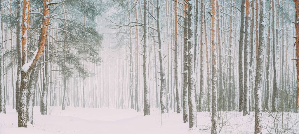 Forêt enneigée