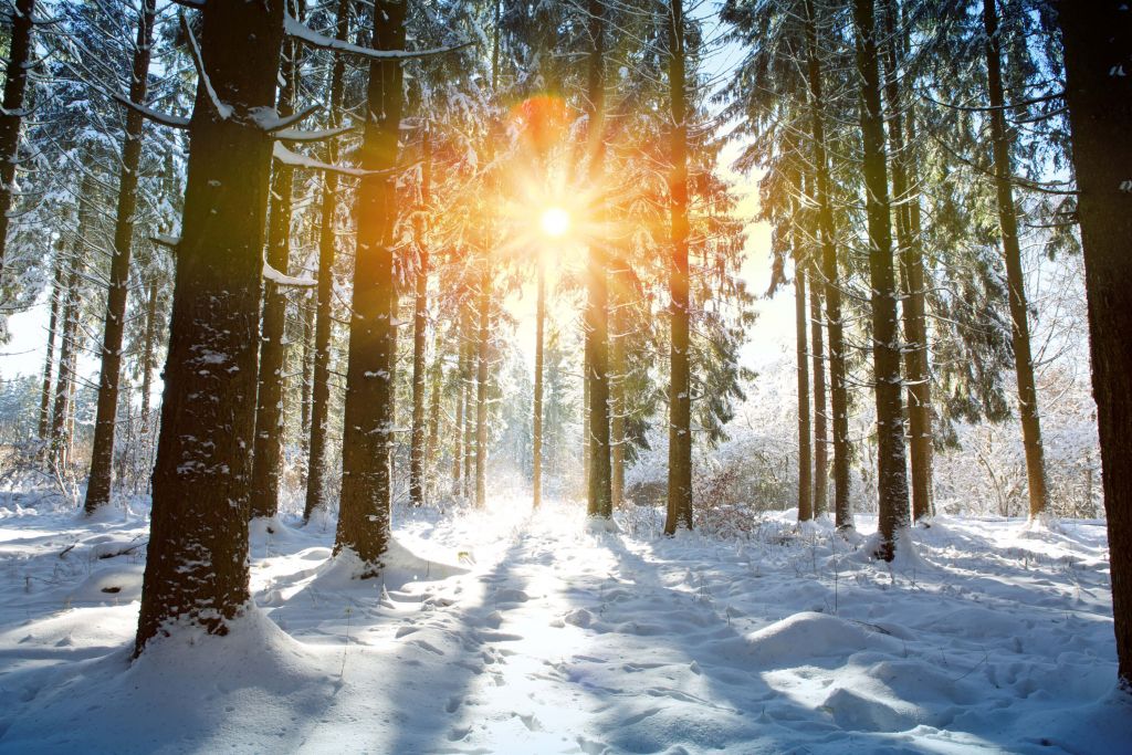 Lumière du soleil dans une forêt d'hiver