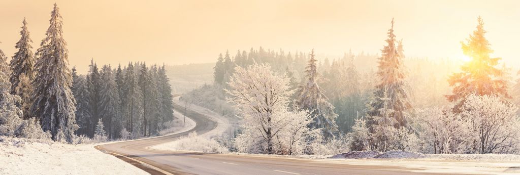 Arbres avec de la neige