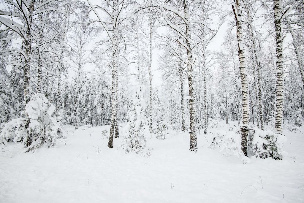 Forêt enneigée