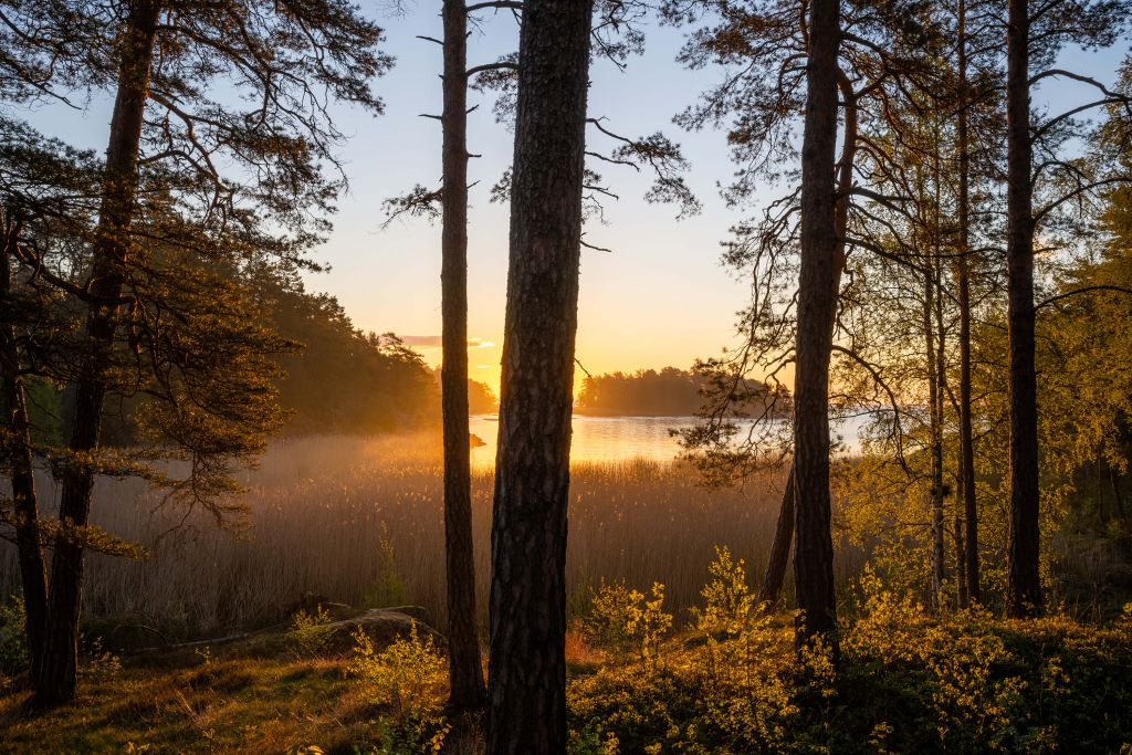 Forêt au coucher du soleil