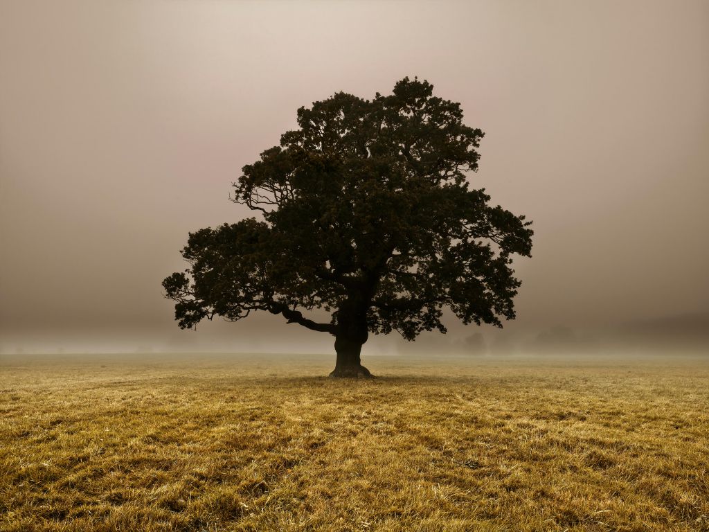 Arbre dans le brouillard