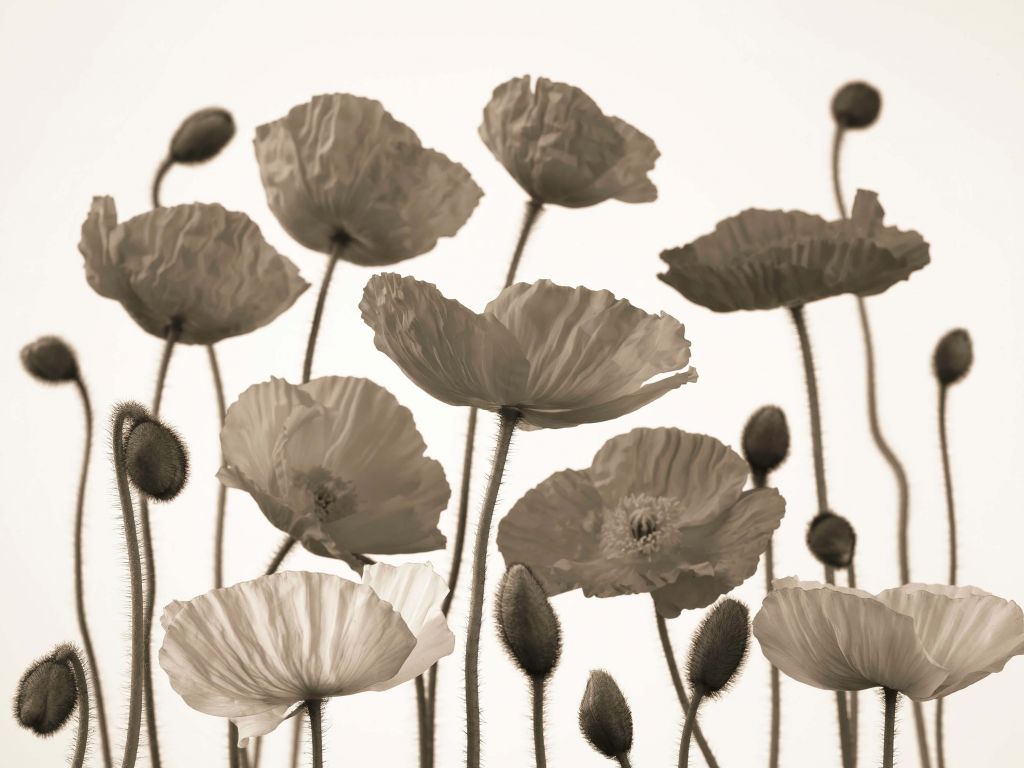 Coquelicots sombres