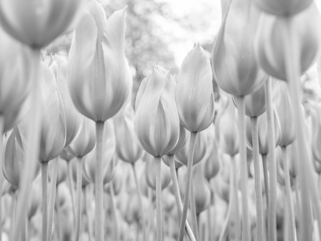 Champ de tulipes