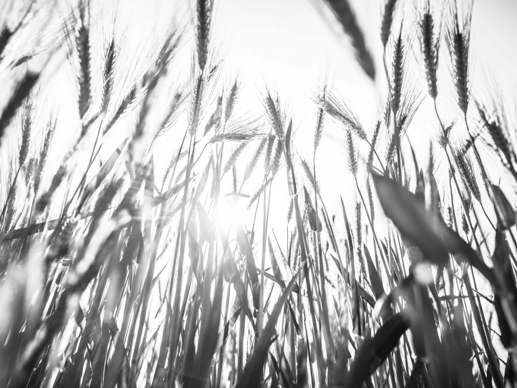 Champ de blé ensoleillé