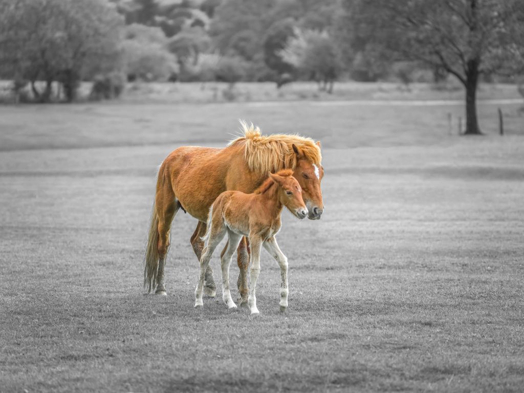 New Forest