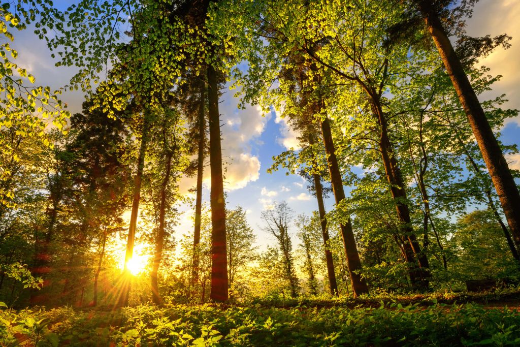 Coucher de soleil à travers les arbres