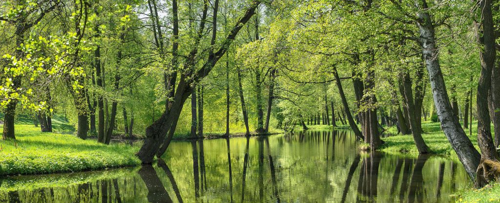 Paysage d'été