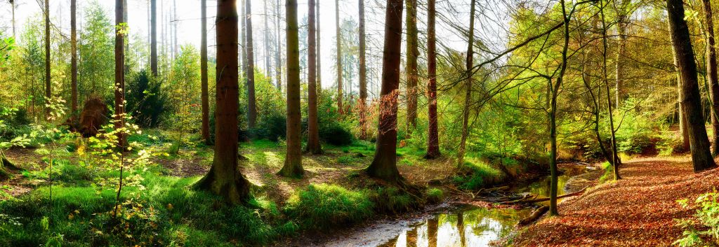 Forêt d'automne avec lumière du soleil