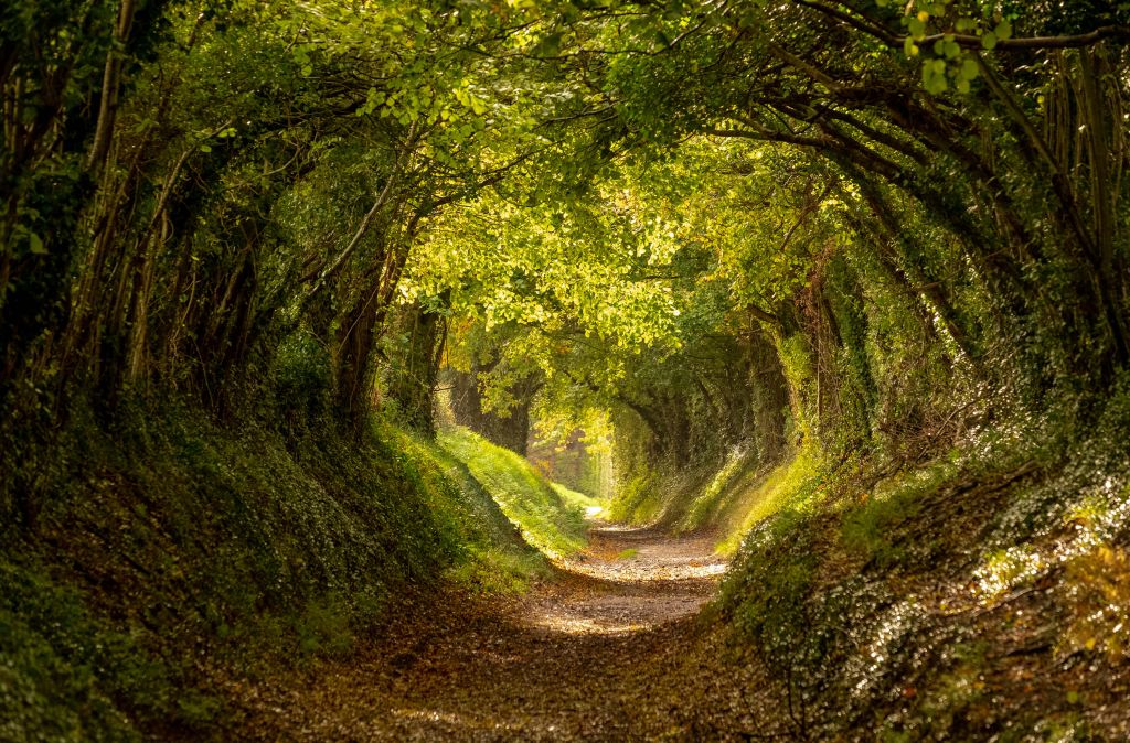 Tunnel de l'arbre Halnaker