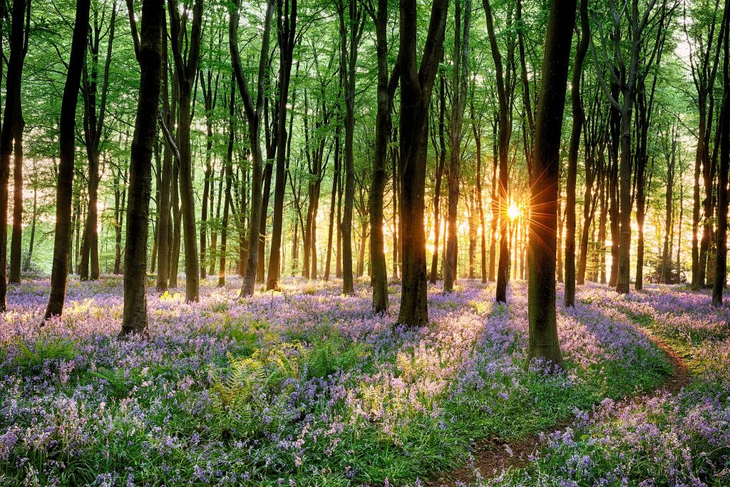 Chemin forestier au lever du soleil