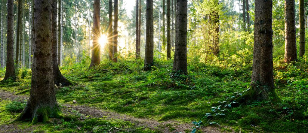 Panorama de la forêt au printemps