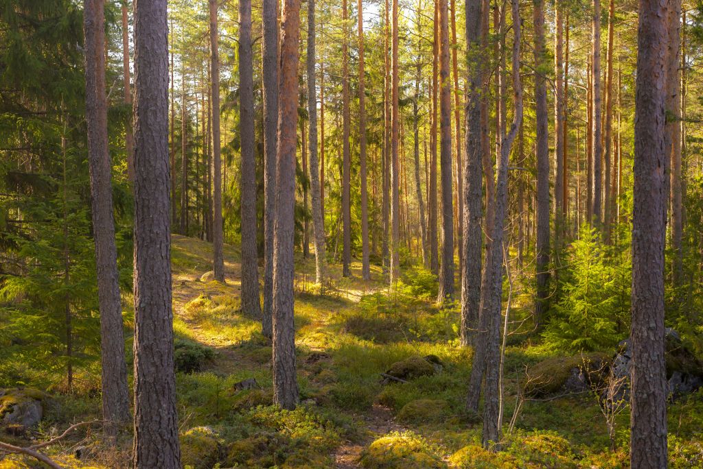 Forêt en été