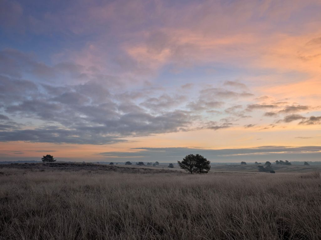 Graminées dans les landes