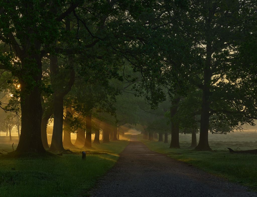 Chemin sans fin avec des arbres