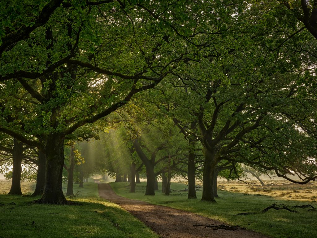 Chemin entre les chênes