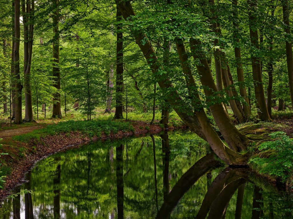 Arbres courbés près de l'eau