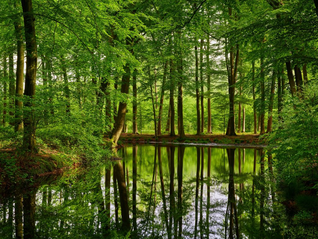 Réflexion d'arbres dans l'eau