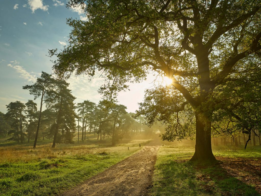 Lever de soleil dans la forêt