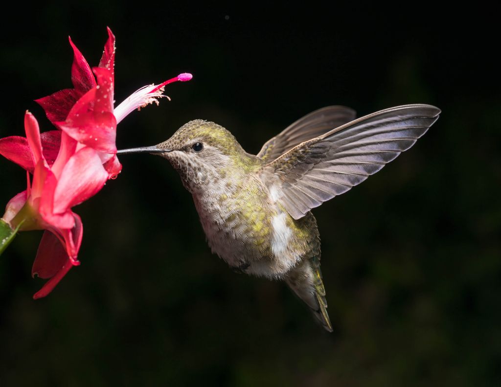 Colibri avec une fleur rouge