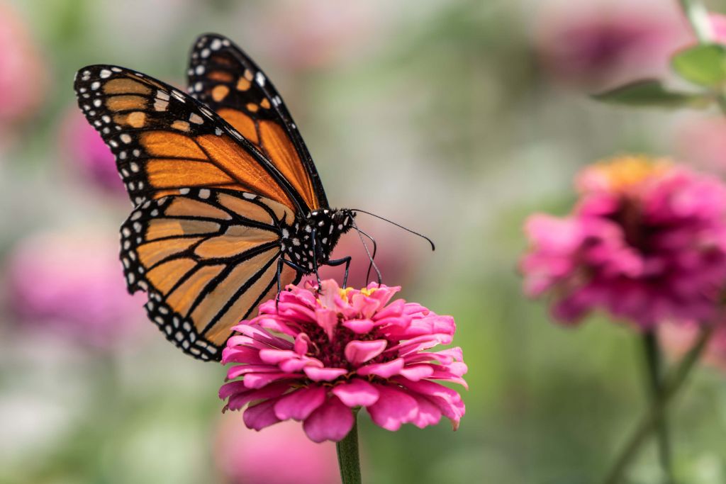 Un papillon monarque