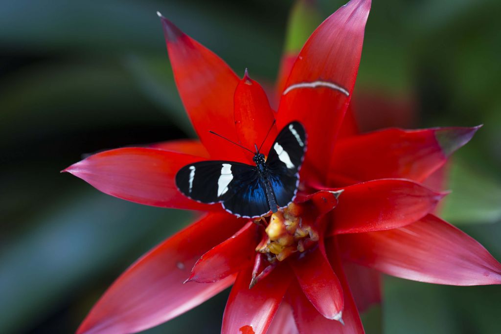 Un Heliconius sara