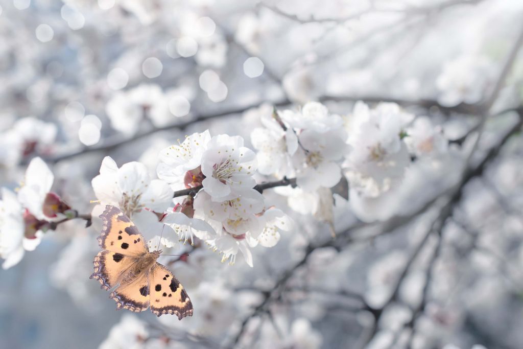 Papillon et fleurs blanches