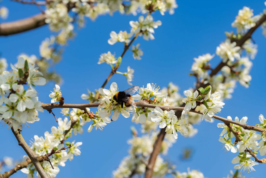 Bourdon avec des fleurs blanches