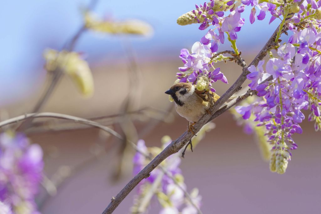 Moineau et fleurs violettes