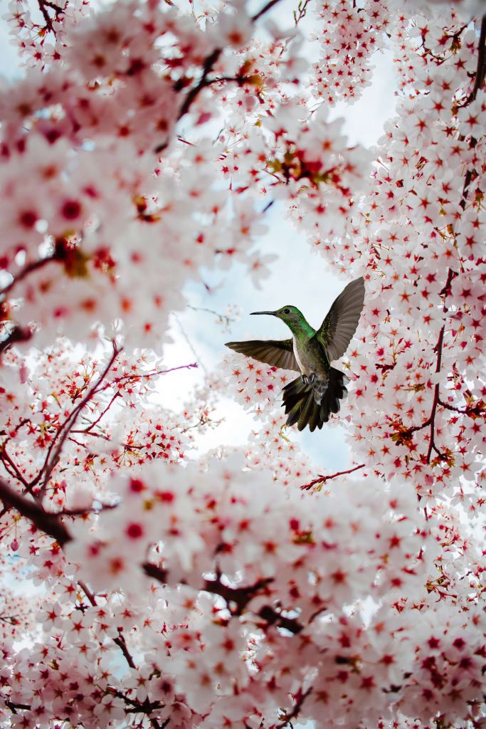 Colibri entre les fleurs