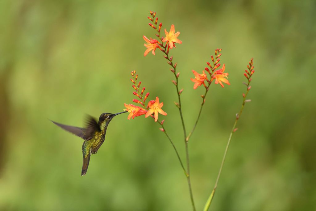 Fleurs orange avec colibri