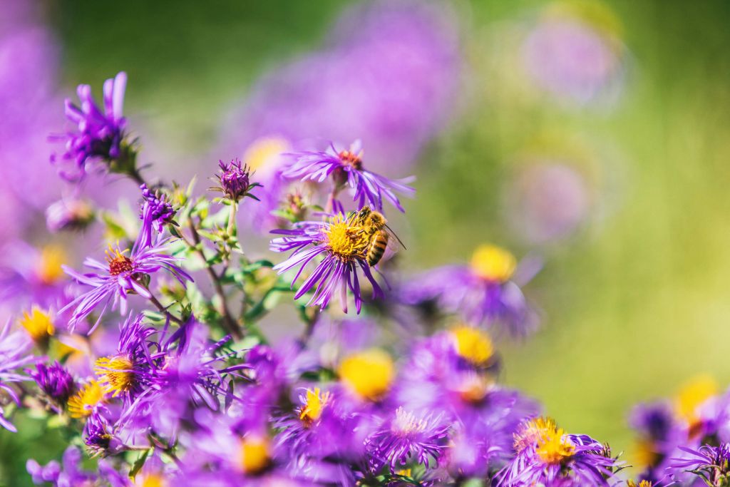 Fleurs violettes