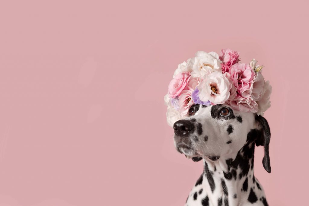 Dalmatien avec des fleurs colorées