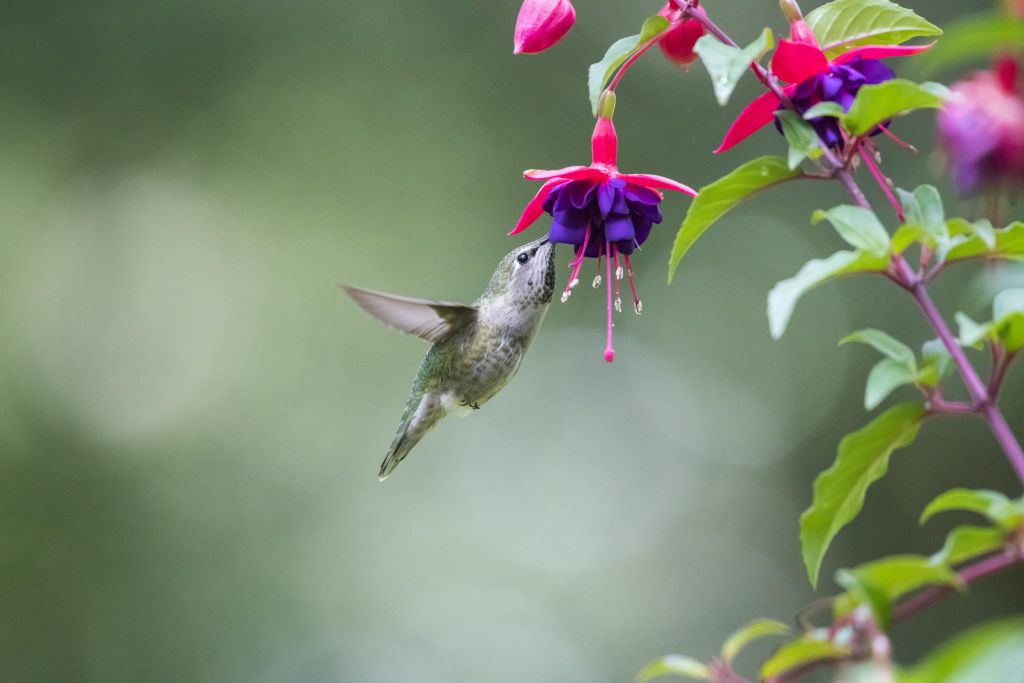 Colibri en vol