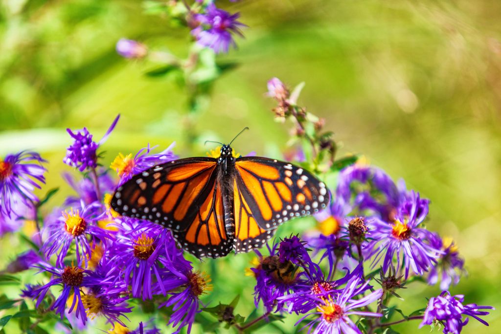 Fleurs violettes et papillon Monarque