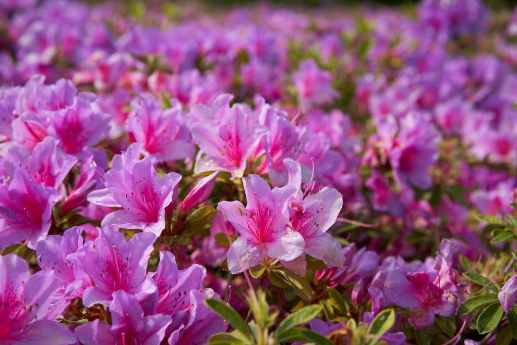 Azalias pourpres