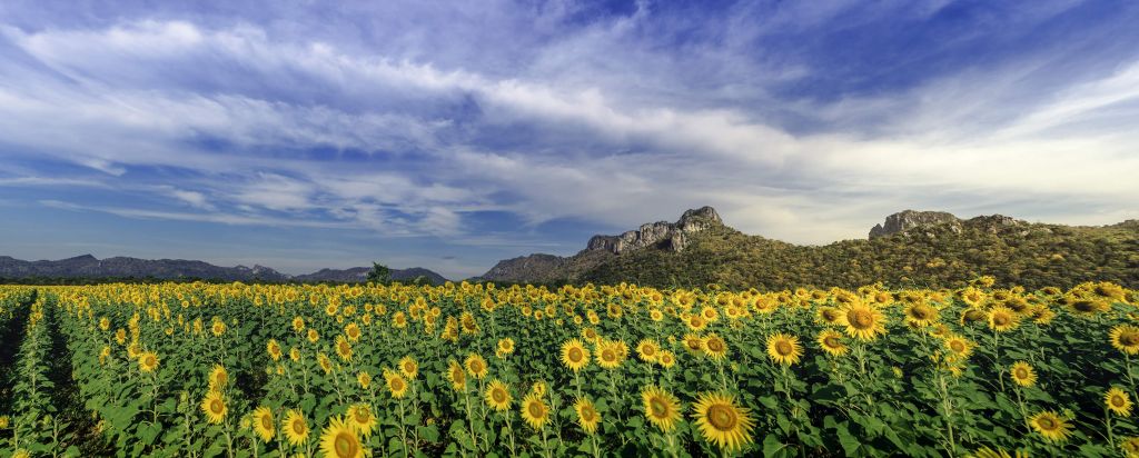 Champ de fleurs jaunes