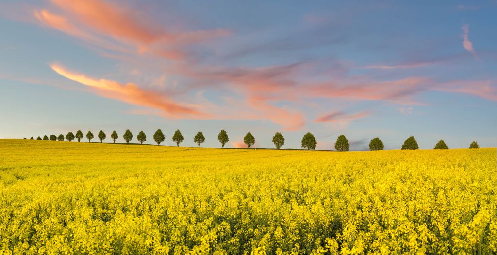 Champ plein de fleurs jaunes