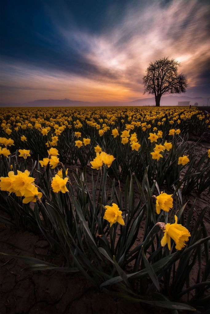 Champ avec jonquilles