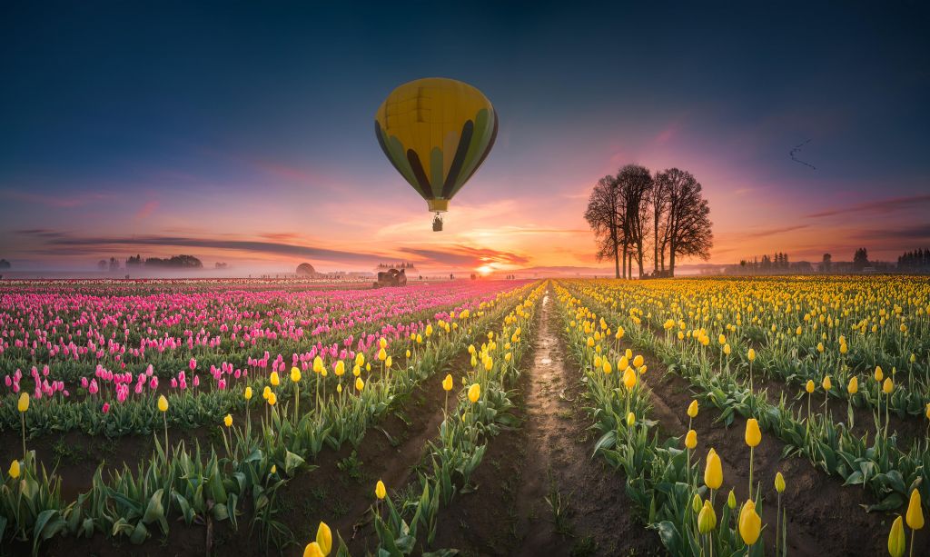 Champ de tulipes jaunes et roses