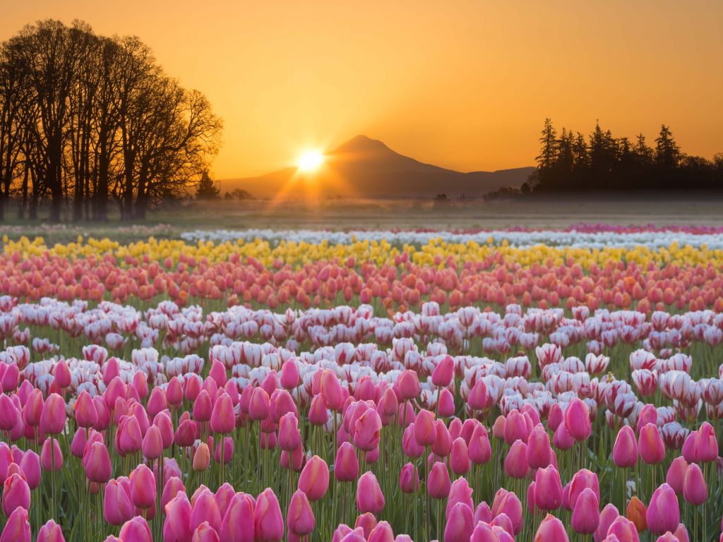 Champ de tulipes coloré