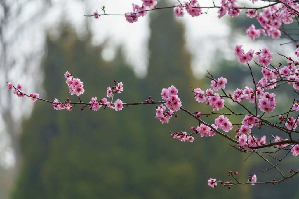 Bourgeons en fleurs