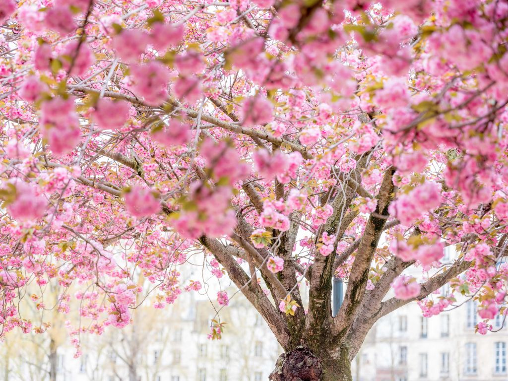 Arbre en fleurs