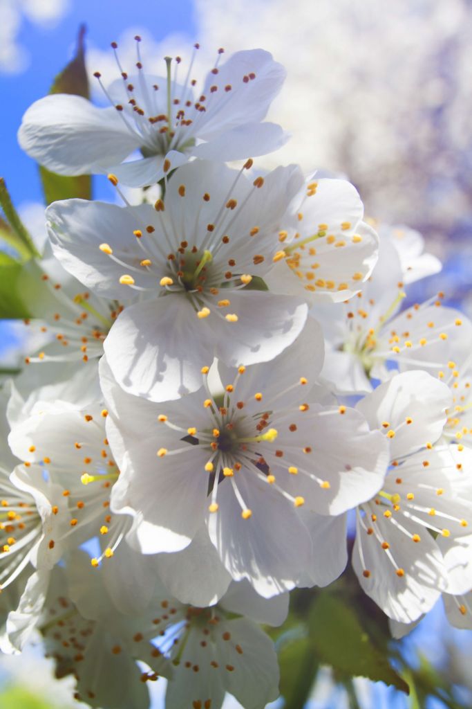 Gros plan sur des fleurs blanches