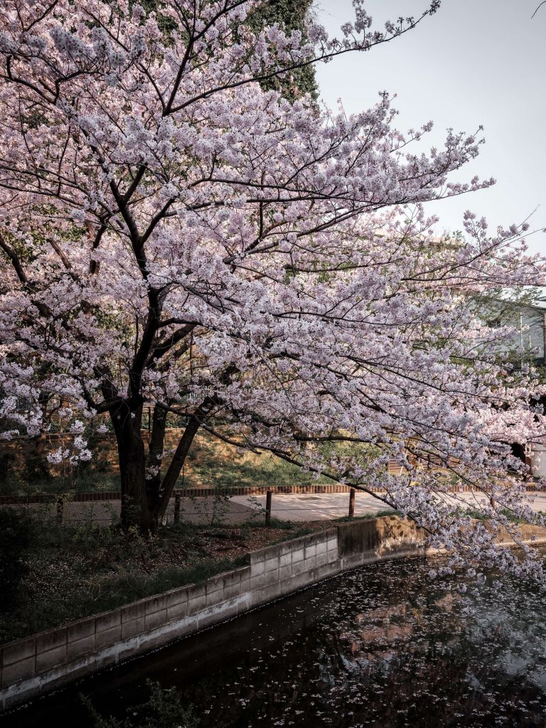 Arbre à fleurs japonais