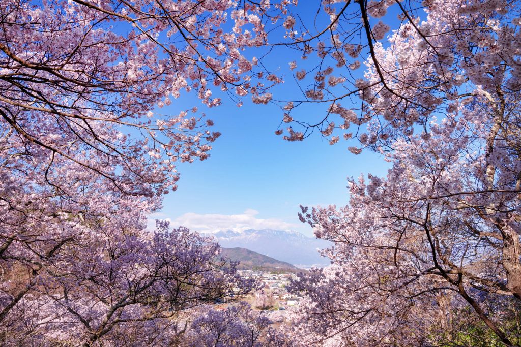 Fleurs roses en montagnes