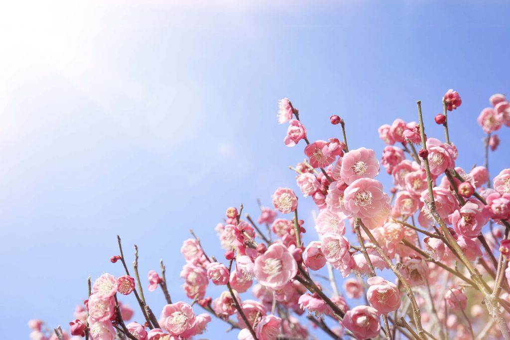 Fleurs avec un ciel bleu